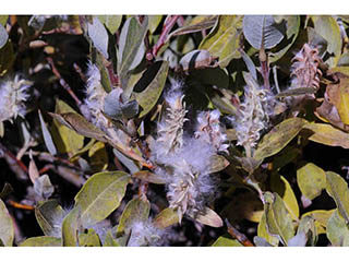 Salix glauca var. villosa (Grayleaf willow)