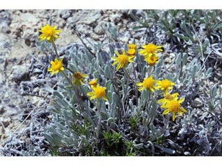 Packera cana (Woolly groundsel)