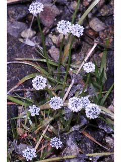 Eriocaulon aquaticum (Seven-angle pipewort)