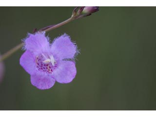 Agalinis maritima (Saltmarsh false foxglove)