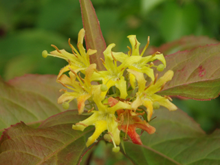 Diervilla lonicera (Northern bush honeysuckle)