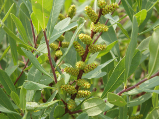 Myrica gale (Sweetgale)