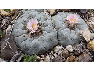 Lophophora williamsii (Peyote)