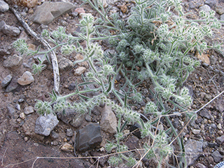 Cryptantha crassisepala (Thicksepal cryptantha)