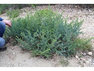 Suaeda tampicensis (Coastal seepweed)