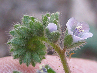 Phacelia infundibuliformis (Rio grande phacelia)