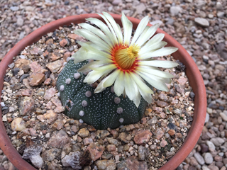 Astrophytum asterias (Star cactus)