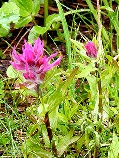 Castilleja parviflora var. oreopola (Henry indian paintbrush)