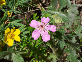 Geranium caespitosum (Pineywoods geranium)