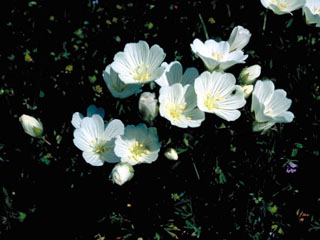 Limnanthes vinculans (Sebastopol meadowfoam)