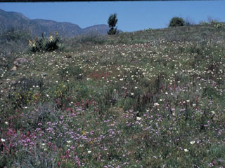 Calochortus palmeri (Palmer's mariposa lily)