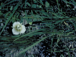 Calochortus tolmiei (Tolmie star-tulip)