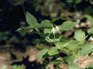 Prosartes hookeri var. oregana (Oregon drops of gold)