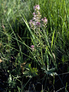 Sidalcea hendersonii (Henderson's checkerbloom)