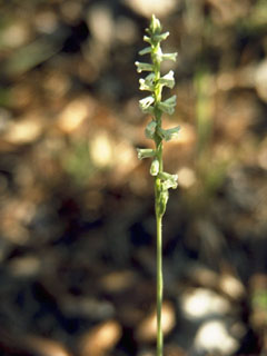 Spiranthes torta (Southern ladies'-tresses)