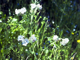 Phacelia ramosissima (Branching phacelia)