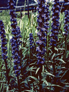 Phacelia splendens (Patch phacelia)