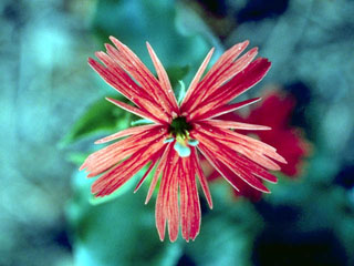 Silene laciniata (Cardinal catchfly)