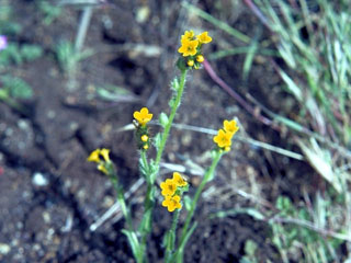 Amsinckia tessellata (Bristly fiddleneck)