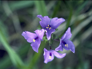 Tradescantia bracteata (Bracted spiderwort)