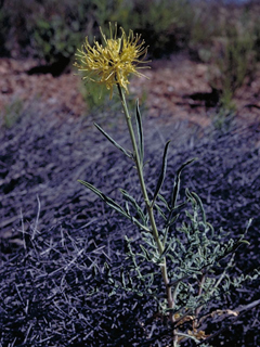 Stanleya albescens (White princes' plume)