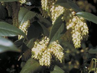 Leucothoe axillaris (Coastal doghobble)