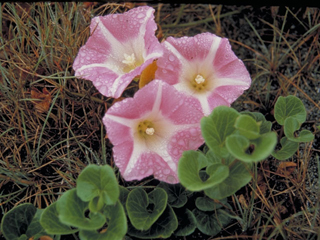 Calystegia soldanella (Seashore false bindweed)