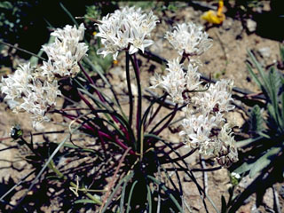 Allium hyalinum (Glassy onion)