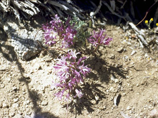 Allium monticola (San bernardino mountain onion)