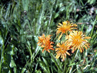 Agoseris aurantiaca (Orange agoseris)