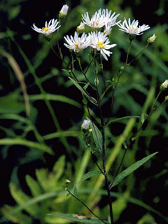 Symphyotrichum puniceum var. puniceum (Purplestem aster)