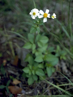 Bidens alba var. radiata (Romerillo)