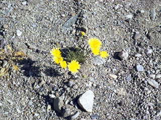 Calycoseris parryi (Yellow tackstem)