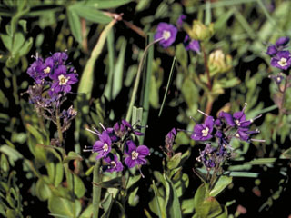 Veronica cusickii (Cusick's speedwell)