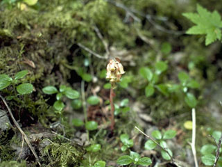 Pityopus californica (California pinefoot)