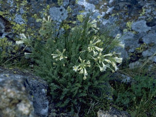 Polemonium brandegeei (Brandegee's jacob's-ladder)