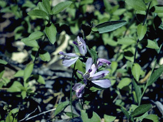 Polygala californica (California milkwort)