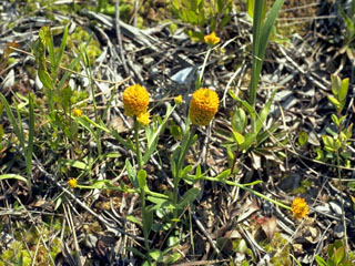 Polygala rugelii (Yellow milkwort)