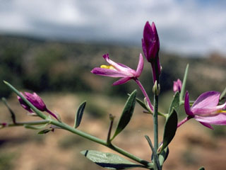 Polygala subspinosa (Spiny milkwort)