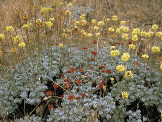 Eriogonum douglasii (Douglas' buckwheat)