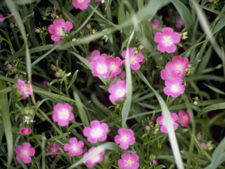 Calandrinia ciliata (Fringed redmaids)