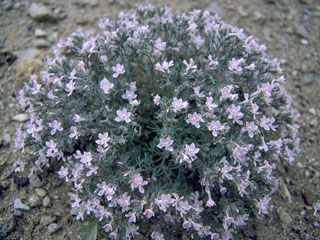 Ipomopsis havardii (Havard's ipomopsis)