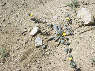 Camissonia palmeri (Palmer evening-primrose)