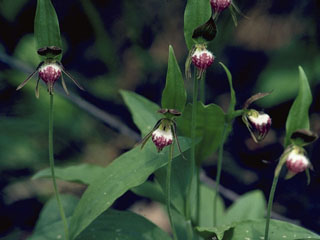 Cypripedium arietinum (Ram's head lady's slipper)