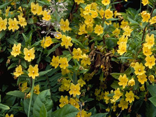 Diplacus aurantiacus ssp. aurantiacus (Orange bush monkeyflower)