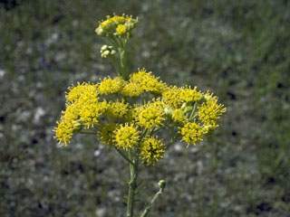 Pseudocymopterus montanus (Alpine false springparsley)