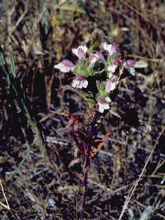 Sairocarpus multiflorus (Sierra snapdragon)