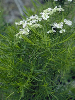 Galium boreale (Northern bedstraw)