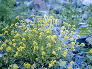 Ivesia gordonii (Gordon's ivesia)