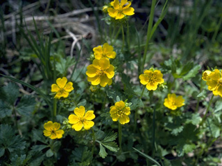 Potentilla canadensis (Dwarf cinquefoil)